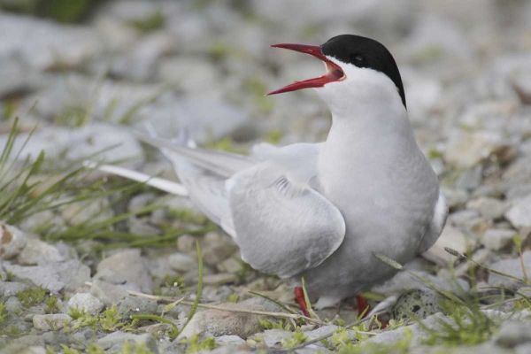 Iceland Artic tern screams while guarding egg